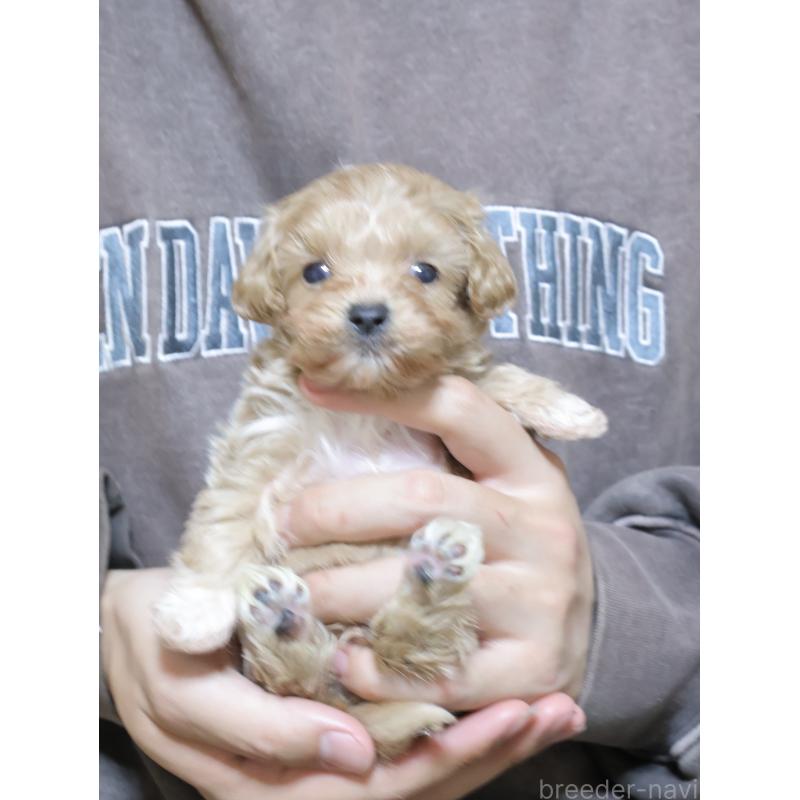 販売中の埼玉県のマルプー:マルチーズ×トイプードル-441857の7枚目