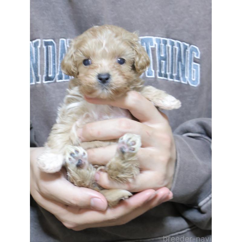 販売中の埼玉県のマルプー:マルチーズ×トイプードル-441857の6枚目