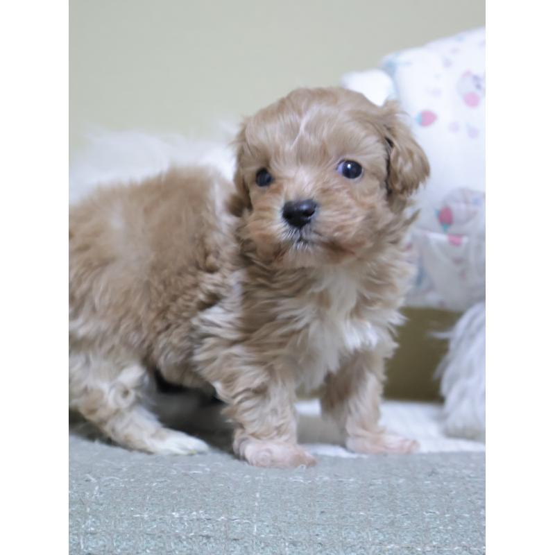 販売中の埼玉県のマルプー:マルチーズ×トイプードル-441857の5枚目