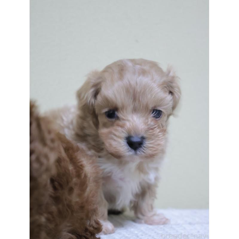 販売中の埼玉県のマルプー:マルチーズ×トイプードル-441857の4枚目