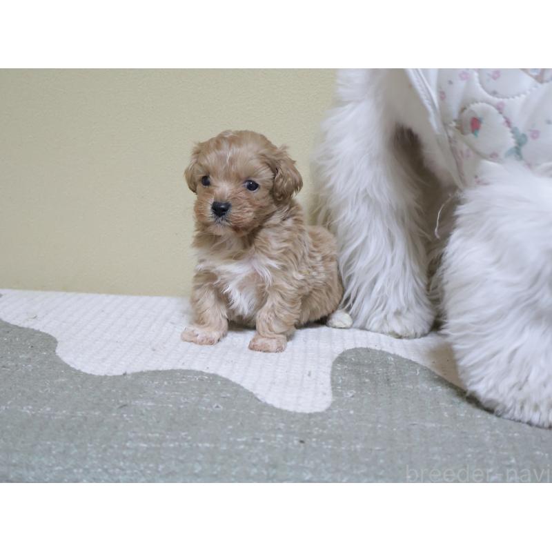 販売中の埼玉県のマルプー:マルチーズ×トイプードル-441857の3枚目