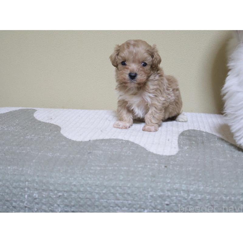 販売中の埼玉県のマルプー:マルチーズ×トイプードル-441857の2枚目