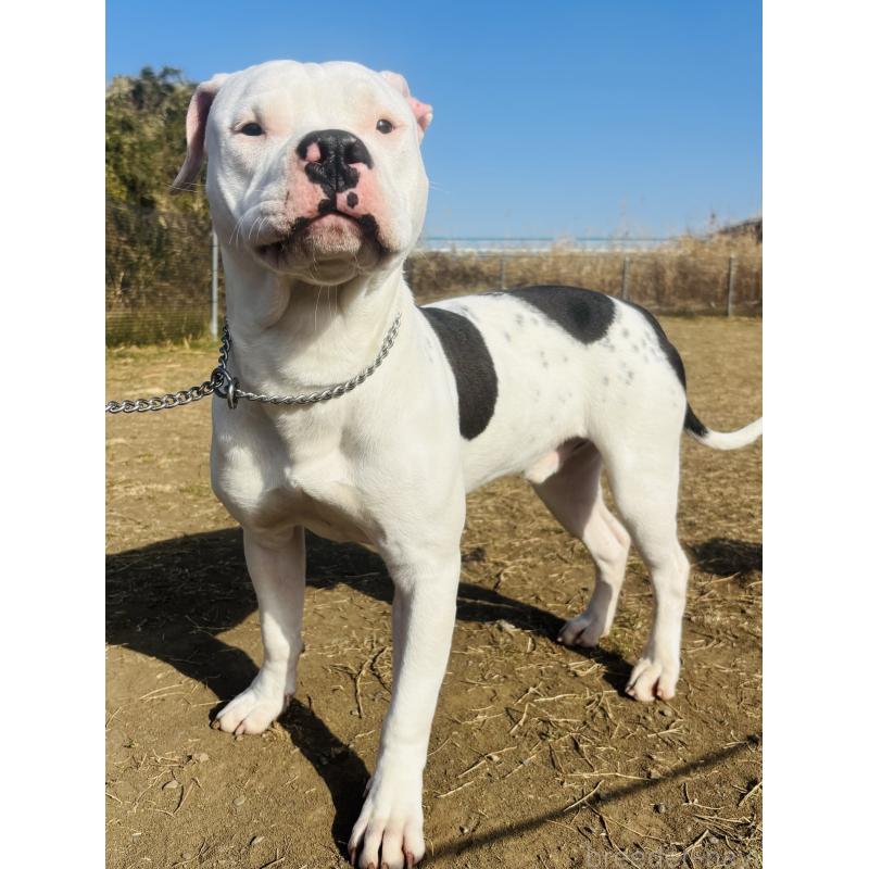 販売中の神奈川県のアメリカンピットブルテリア-392579