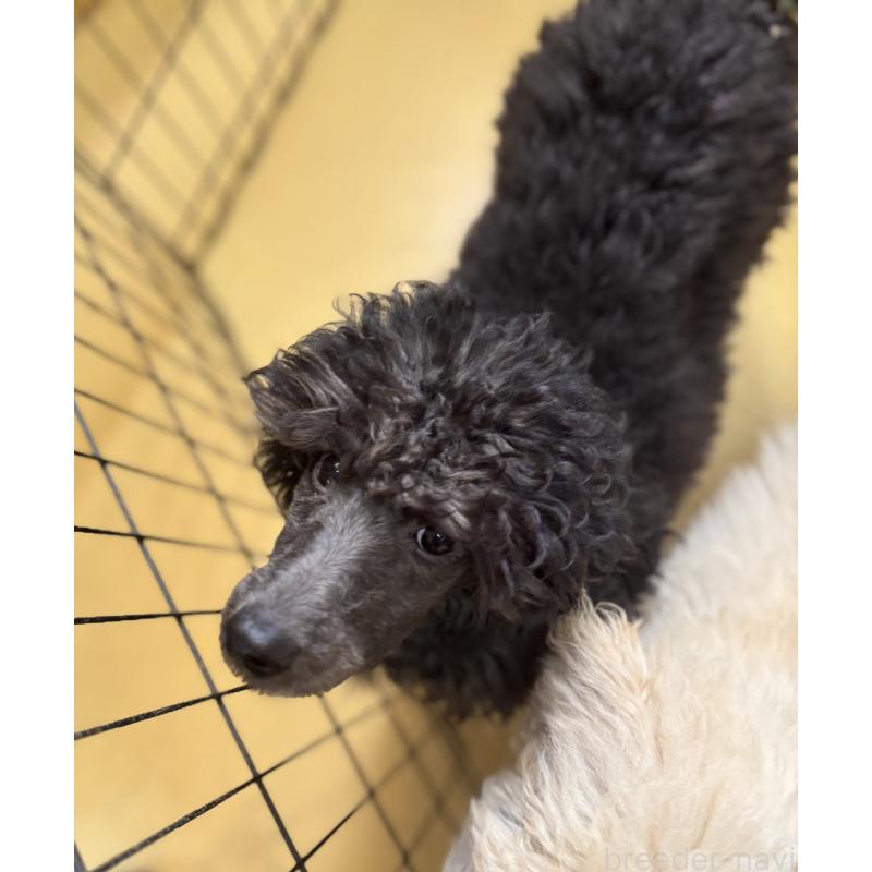 販売中の福岡県のスタンダードプードル-441873の3枚目