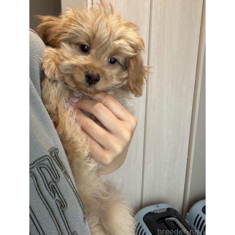 販売中の滋賀県のポメプー:ポメラニアン×トイプードル-432902