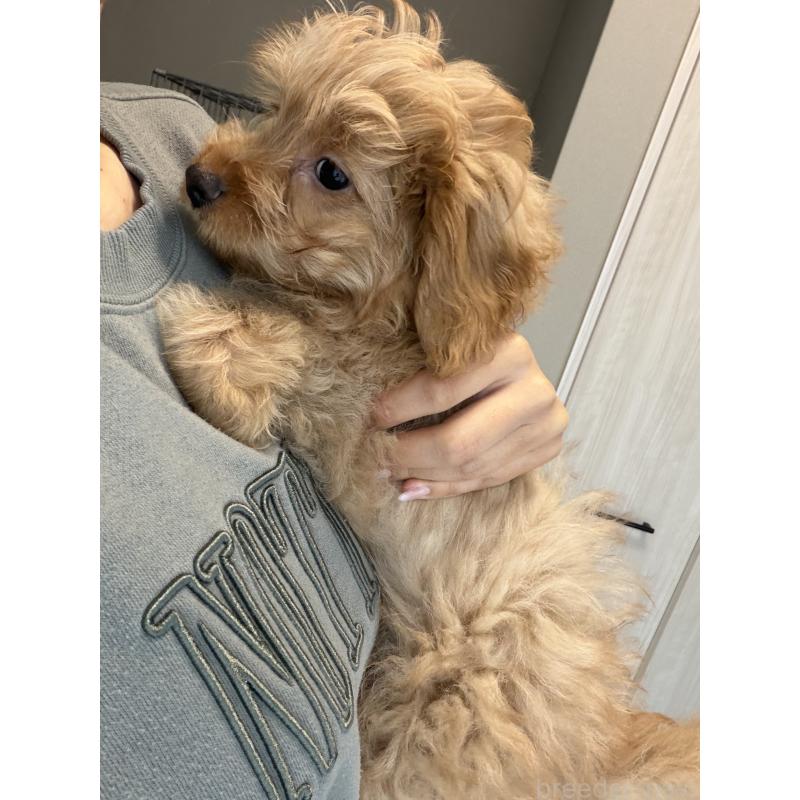 成約済の滋賀県のポメプー:ポメラニアン×トイプードル-432902の5枚目