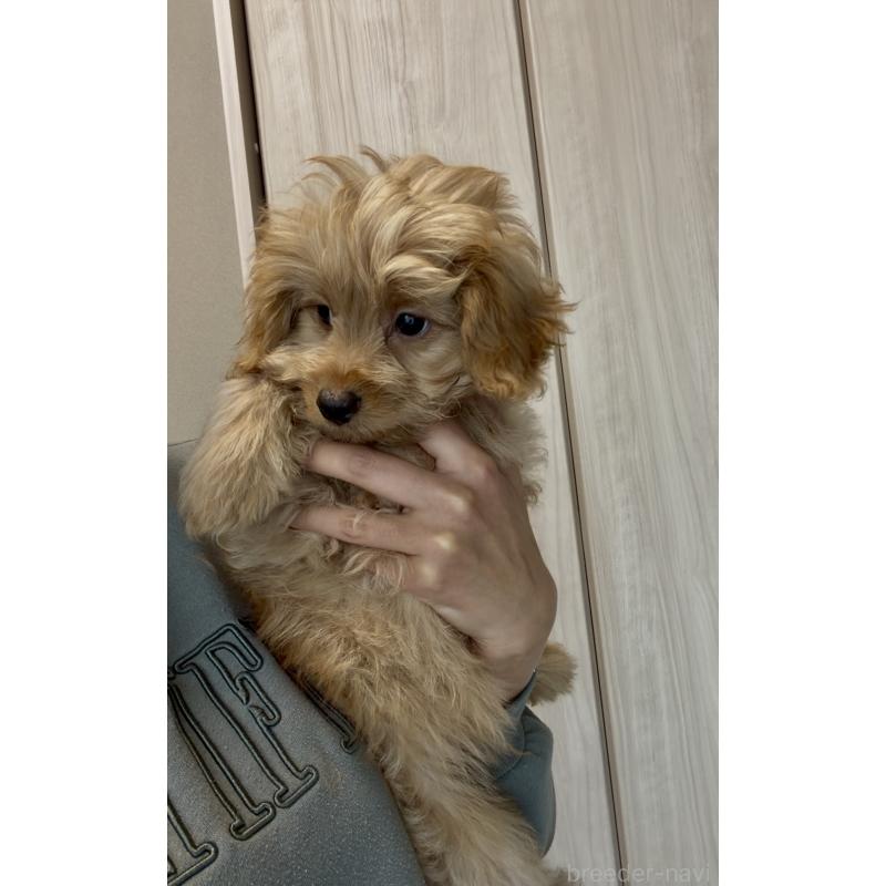 成約済の滋賀県のポメプー:ポメラニアン×トイプードル-432902の4枚目