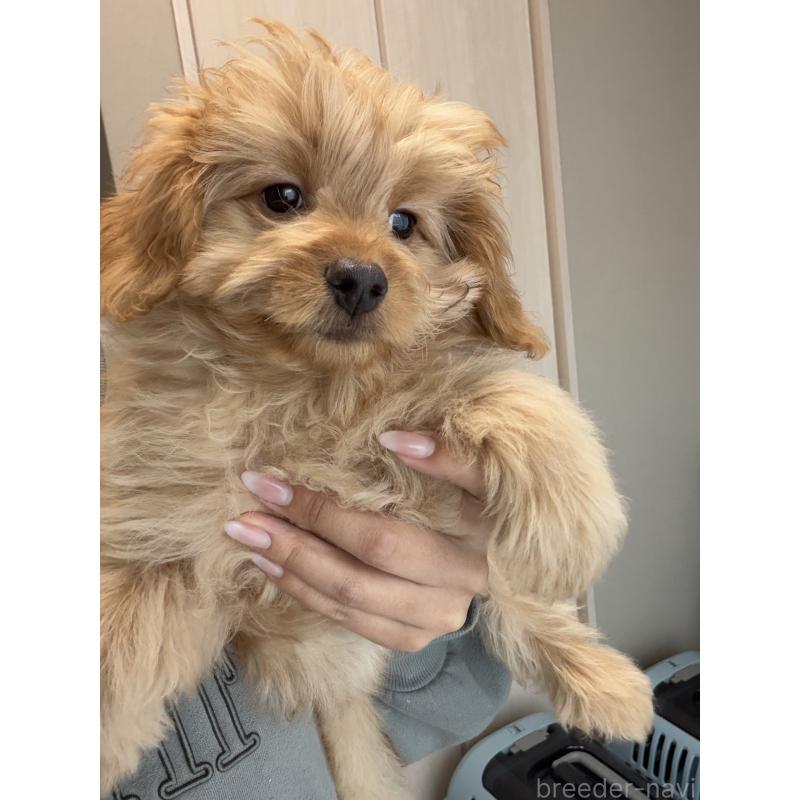 成約済の滋賀県のポメプー:ポメラニアン×トイプードル-432902の3枚目