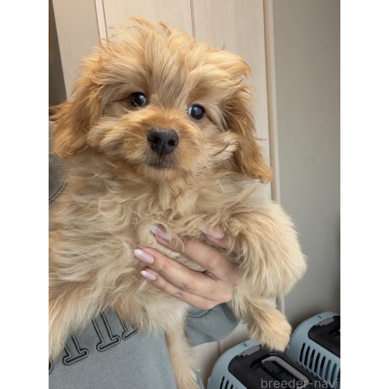 成約済の滋賀県のポメプー:ポメラニアン×トイプードル-432902の2枚目