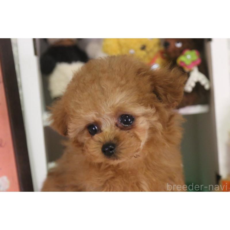販売中の広島県のタイニープードル-441875の9枚目