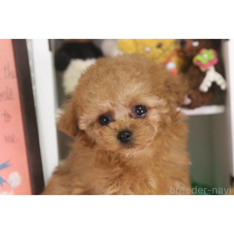 販売中の広島県のタイニープードル-441875の8枚目
