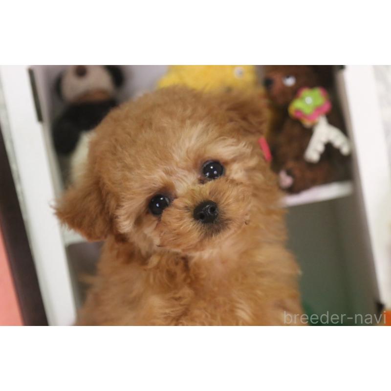 販売中の広島県のタイニープードル-441875の7枚目