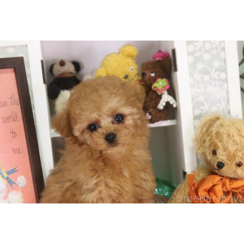 販売中の広島県のタイニープードル-441875の6枚目