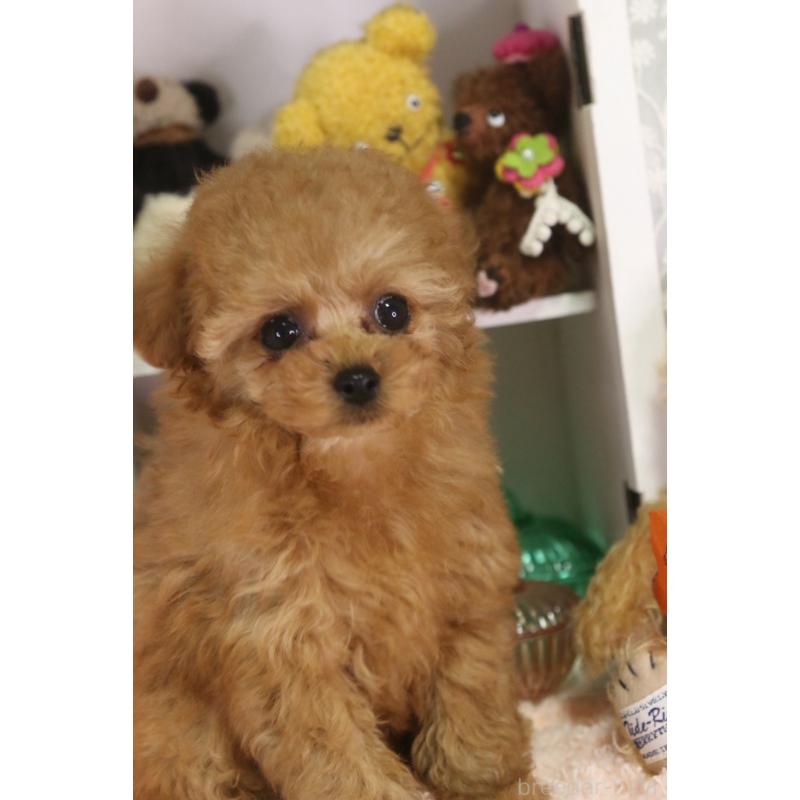 販売中の広島県のタイニープードル-441875の5枚目