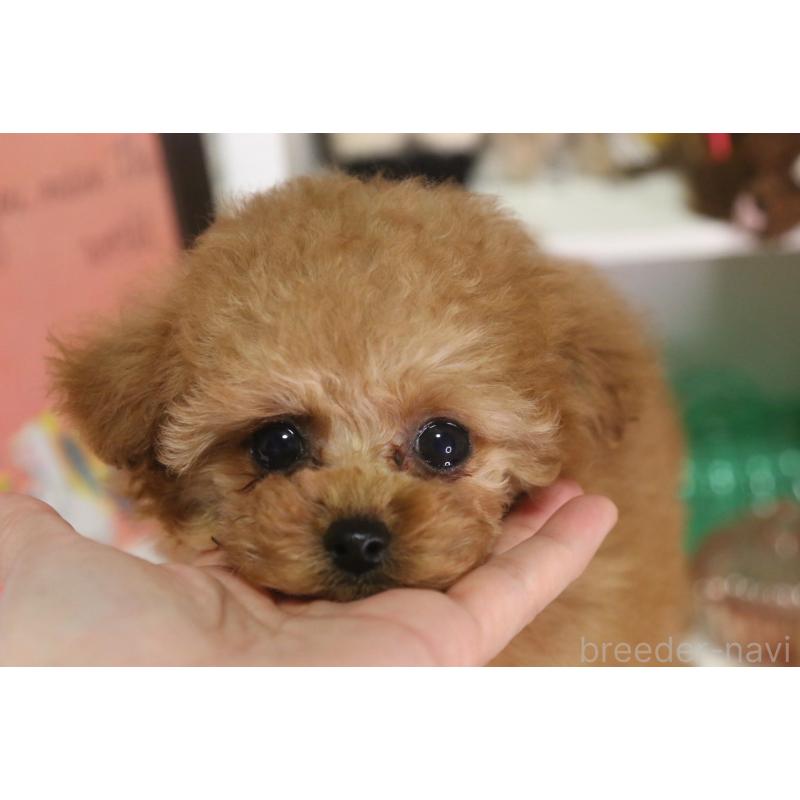 販売中の広島県のタイニープードル-441875の3枚目