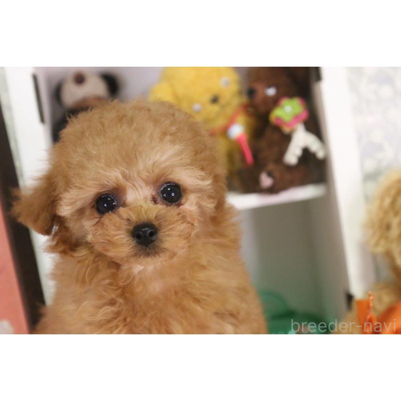 販売中の広島県のタイニープードル-441875の2枚目