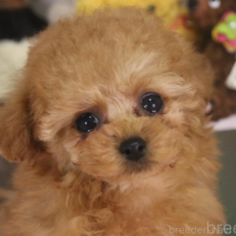 販売中の広島県のタイニープードル-441875の1枚目