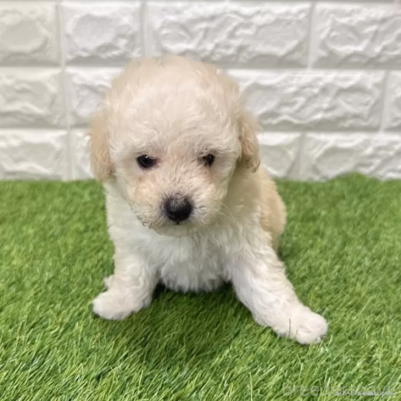 商談中の愛知県のトイプードル-440776