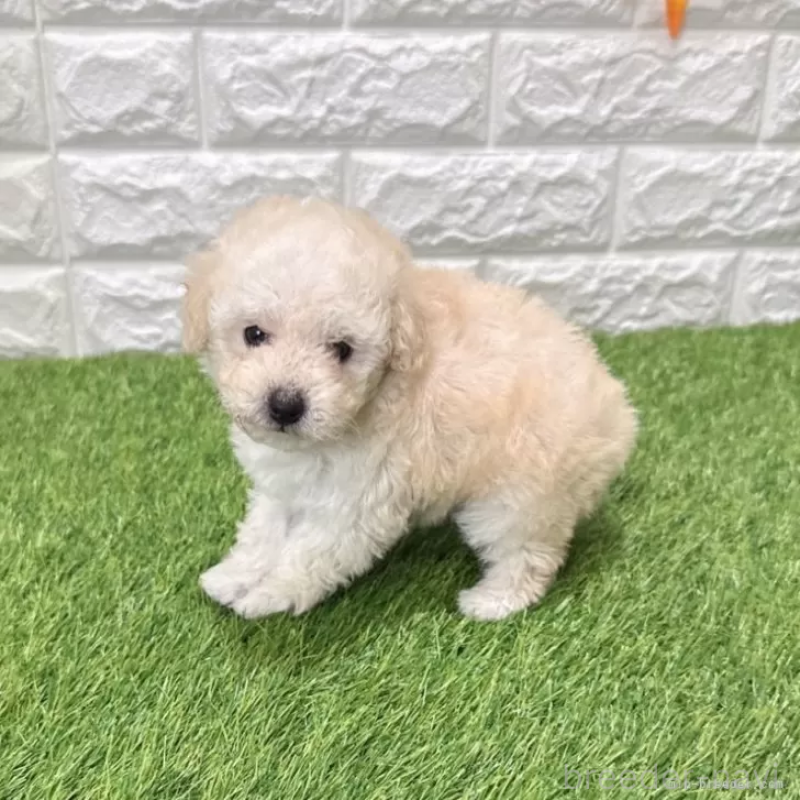 成約済の愛知県のトイプードル-440776の5枚目