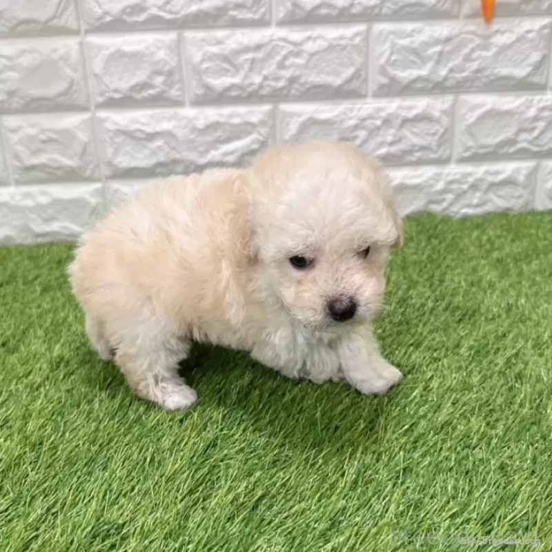 成約済の愛知県のトイプードル-440776の4枚目