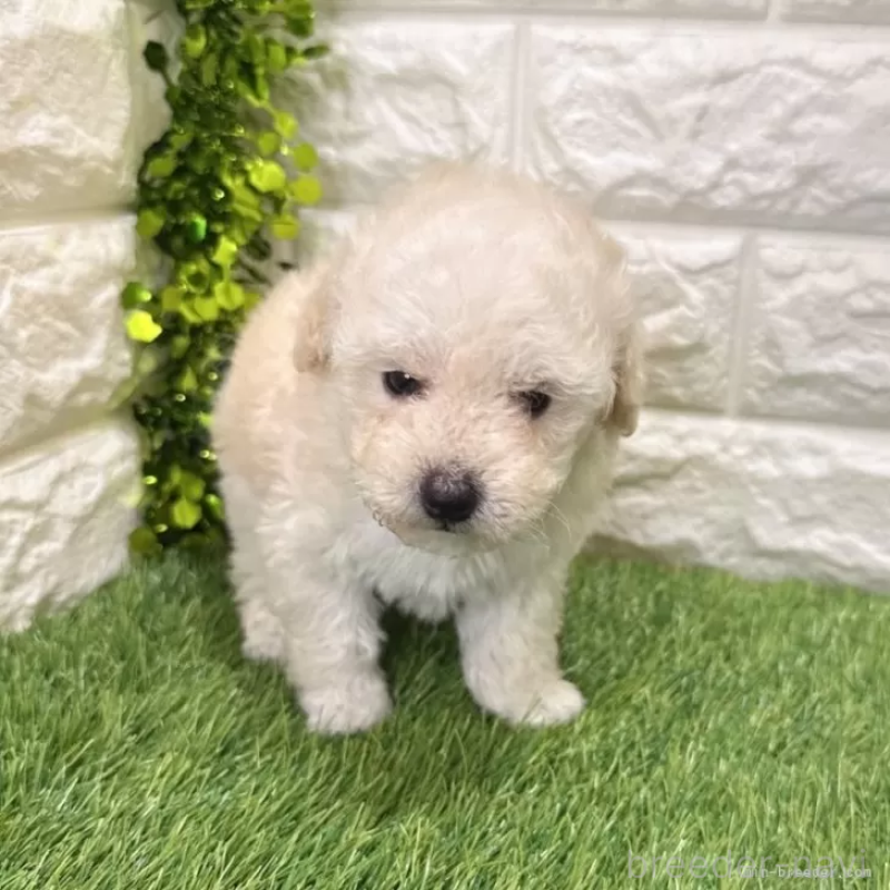 成約済の愛知県のトイプードル-440776の3枚目