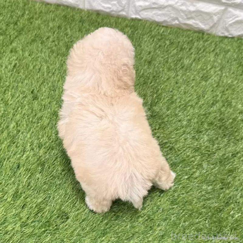 成約済の愛知県のトイプードル-440776の2枚目