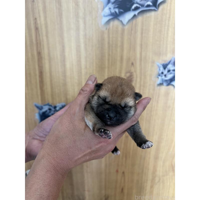 販売中の埼玉県の柴犬-441876の5枚目