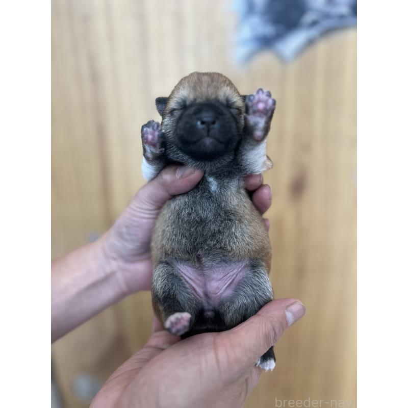 販売中の埼玉県の柴犬-441876の3枚目