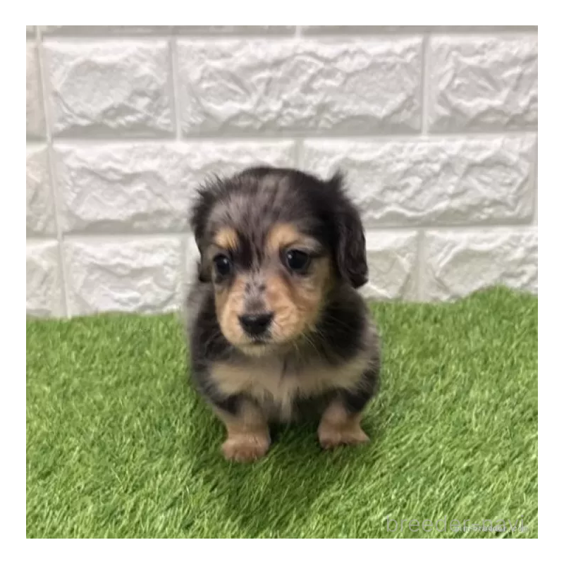 成約済の愛知県のミニチュアダックスフンド(ロングヘアード)-439781の1枚目