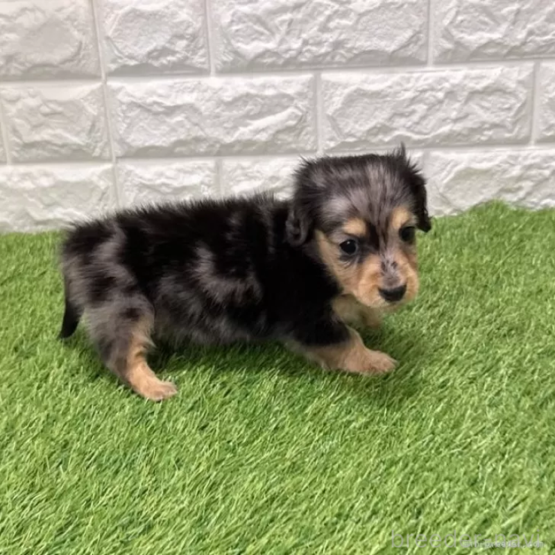 成約済の愛知県のミニチュアダックスフンド(ロングヘアード)-439781の5枚目