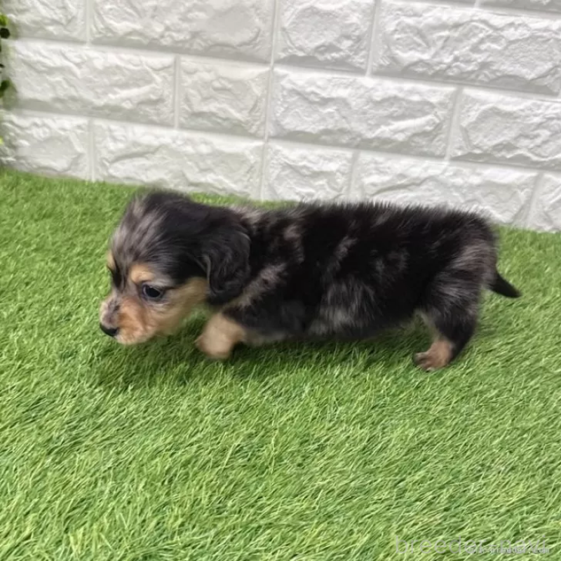 成約済の愛知県のミニチュアダックスフンド(ロングヘアード)-439781の4枚目