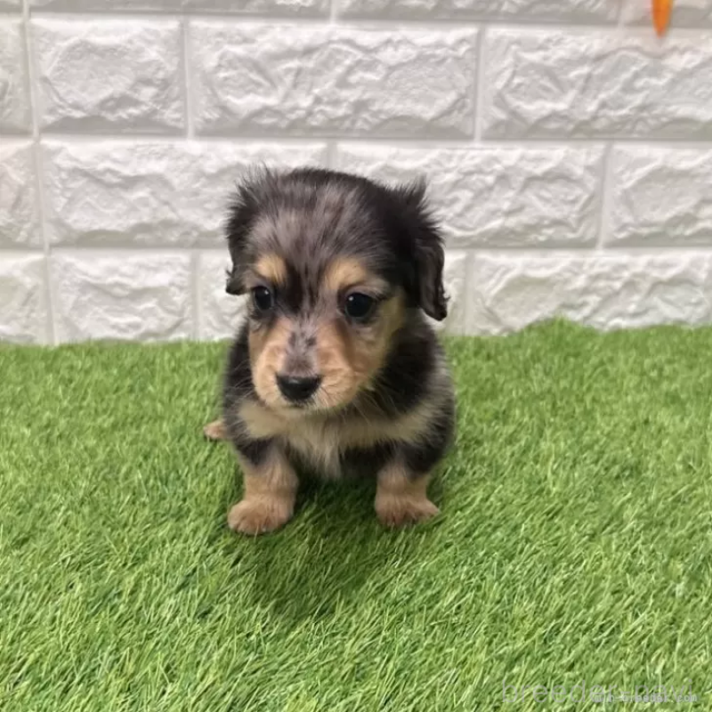 成約済の愛知県のミニチュアダックスフンド(ロングヘアード)-439781の3枚目