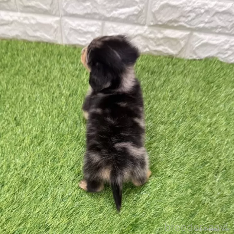 成約済の愛知県のミニチュアダックスフンド(ロングヘアード)-439781の2枚目