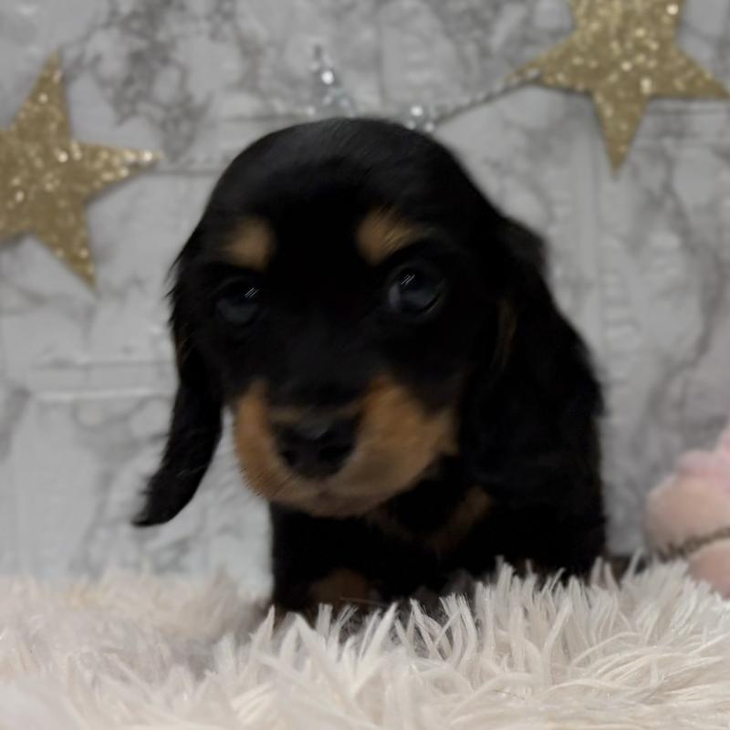 販売中の三重県のミニチュアダックスフンド(ロングヘアード)-441877の14枚目