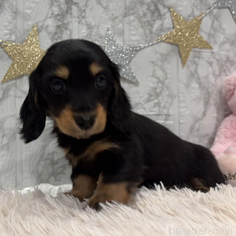 販売中の三重県のミニチュアダックスフンド(ロングヘアード)-441877の13枚目