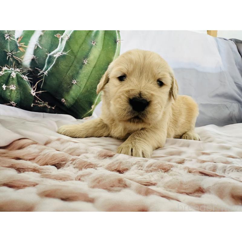 販売中の千葉県のゴールデンレトリーバー-440019の7枚目