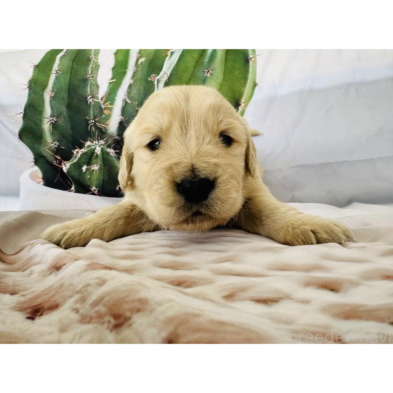 販売中の千葉県のゴールデンレトリーバー-440019の6枚目