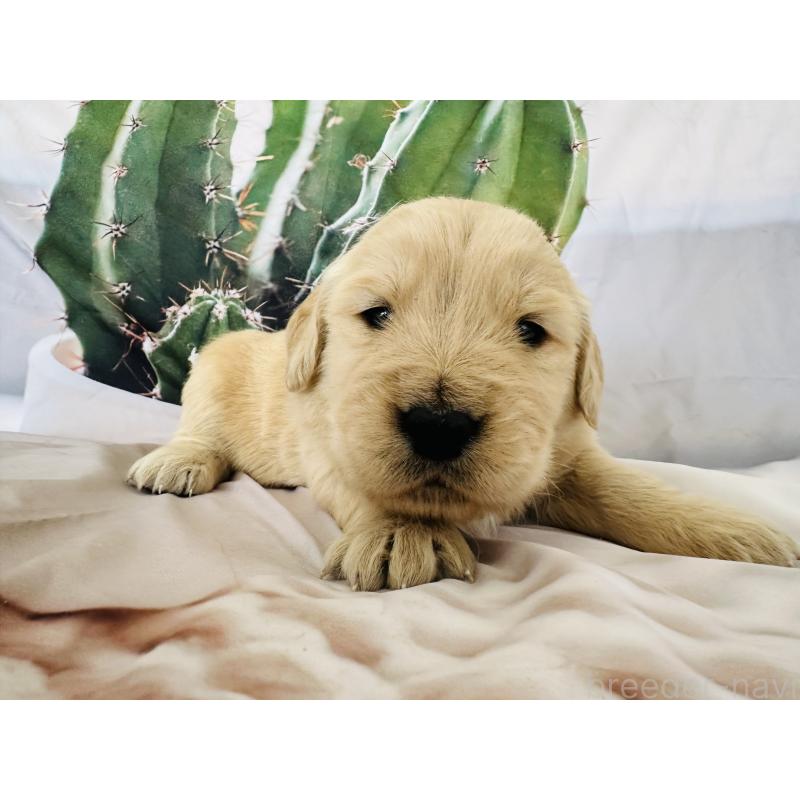 販売中の千葉県のゴールデンレトリーバー-440019の5枚目