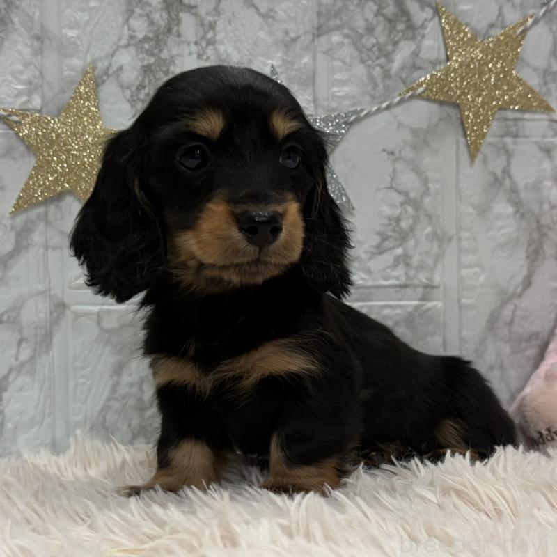 販売中の三重県のミニチュアダックスフンド(ロングヘアード)-441877の12枚目