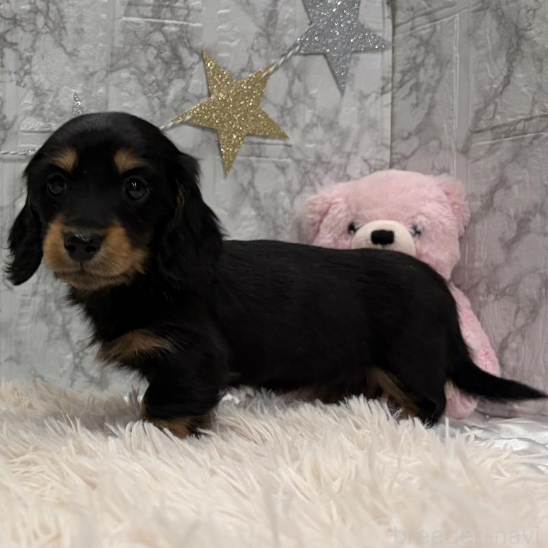 販売中の三重県のミニチュアダックスフンド(ロングヘアード)-441877の11枚目