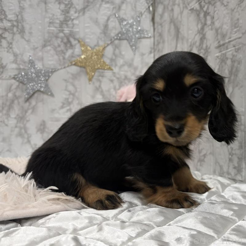 販売中の三重県のミニチュアダックスフンド(ロングヘアード)-441877の10枚目