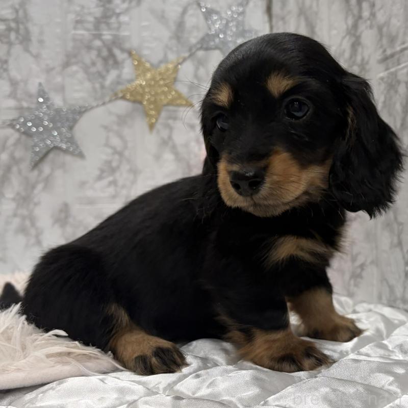 販売中の三重県のミニチュアダックスフンド(ロングヘアード)-441877の9枚目