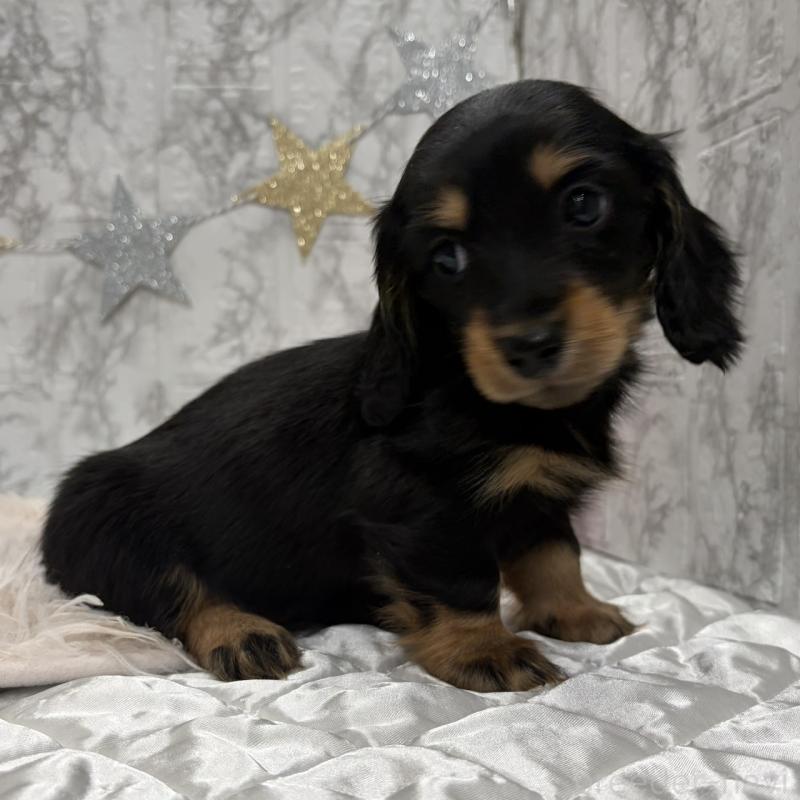 販売中の三重県のミニチュアダックスフンド(ロングヘアード)-441877の8枚目