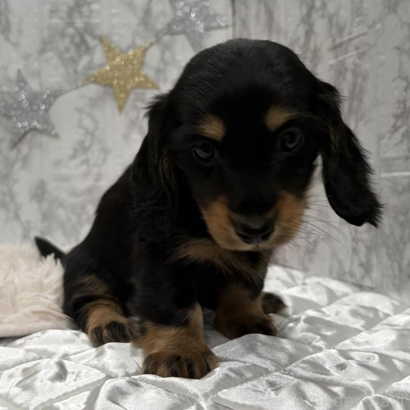 販売中の三重県のミニチュアダックスフンド(ロングヘアード)-441877の7枚目