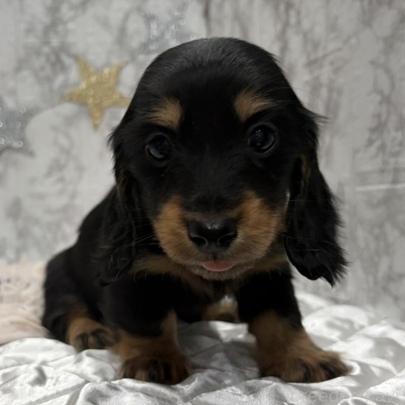 販売中の三重県のミニチュアダックスフンド(ロングヘアード)-441877の6枚目