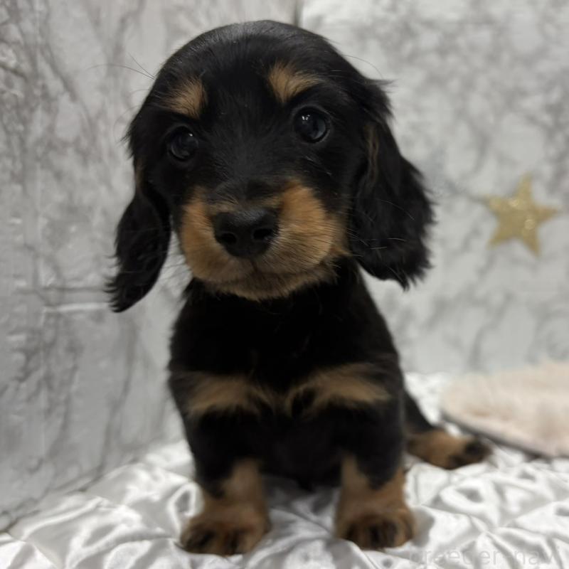 販売中の三重県のミニチュアダックスフンド(ロングヘアード)-441877