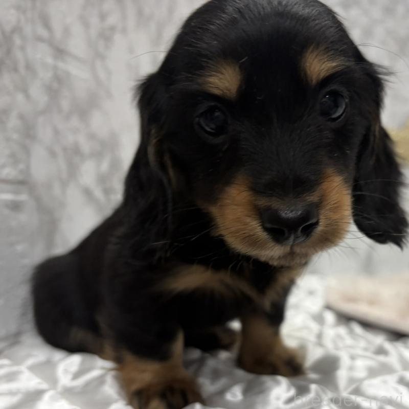 販売中の三重県のミニチュアダックスフンド(ロングヘアード)-441877の5枚目