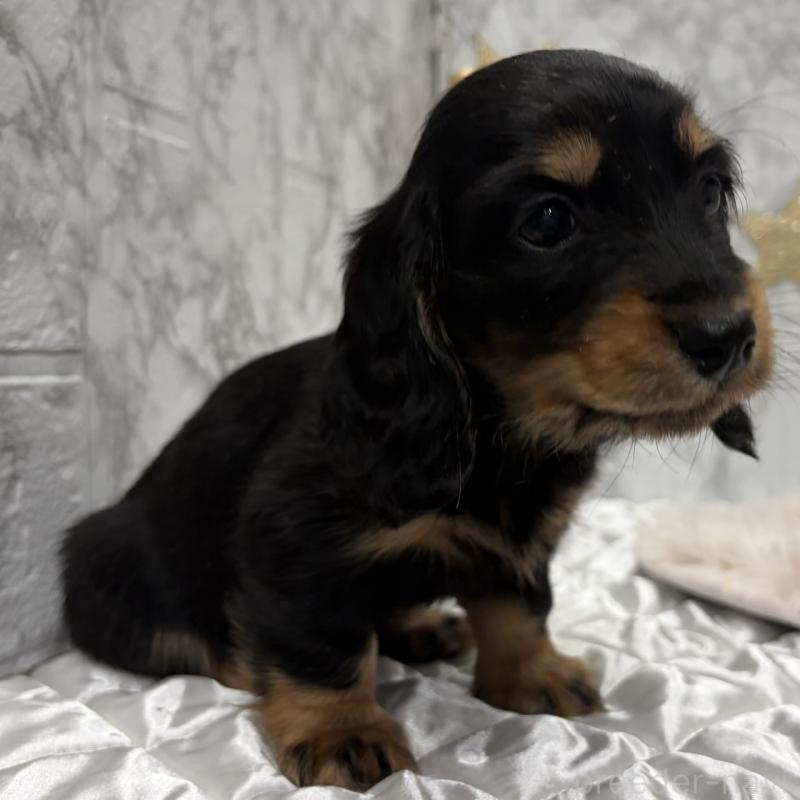 販売中の三重県のミニチュアダックスフンド(ロングヘアード)-441877の4枚目