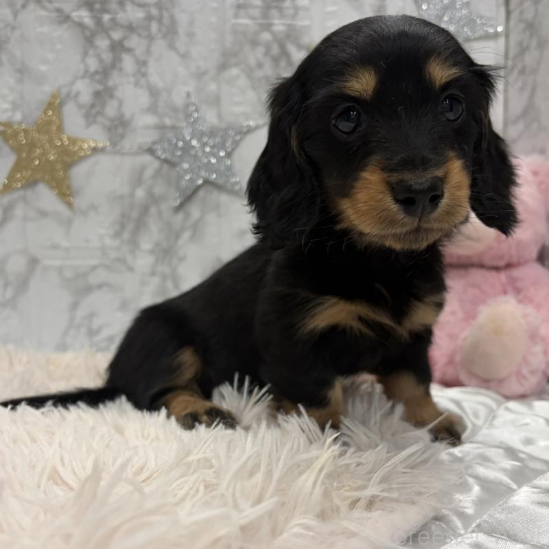 販売中の三重県のミニチュアダックスフンド(ロングヘアード)-441877の3枚目