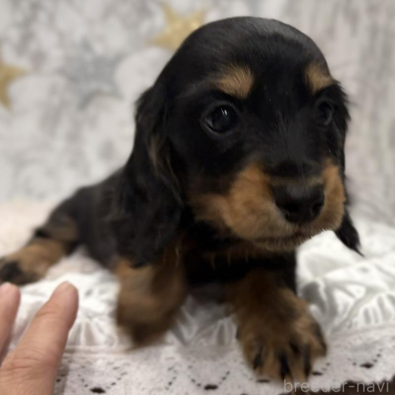 販売中の三重県のミニチュアダックスフンド(ロングヘアード)-441877の2枚目